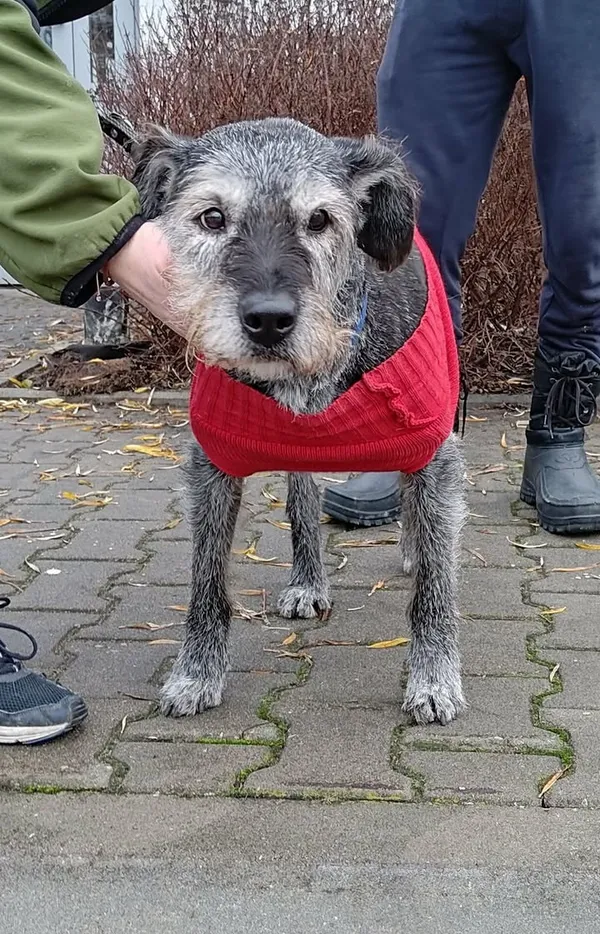 Znaleziono psa, Lublin, 12 grudnia 2025