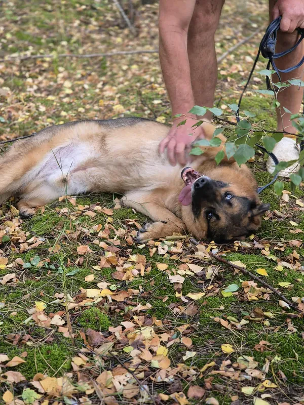 Oddam psa, Płock, 14 grudnia 2025 (4/5)