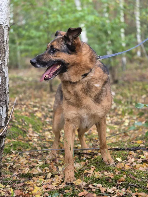 Oddam psa, Płock, 14 grudnia 2025 (5/5)