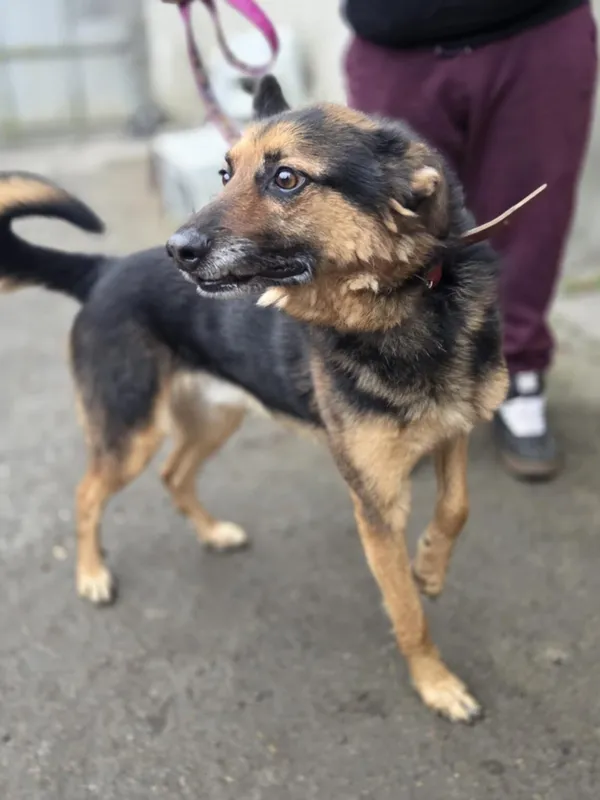 Pies do adopcji, Zgierz, 8 grudnia 2025 (5/5)