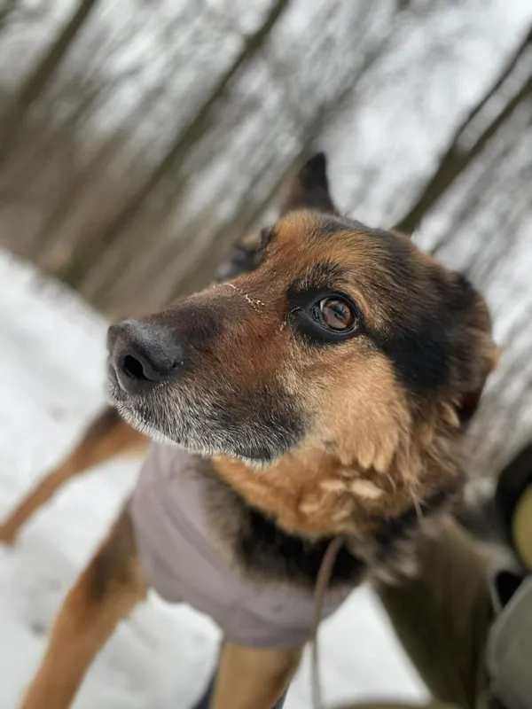 Pies do adopcji, Zgierz, 8 grudnia 2025 (1/5)