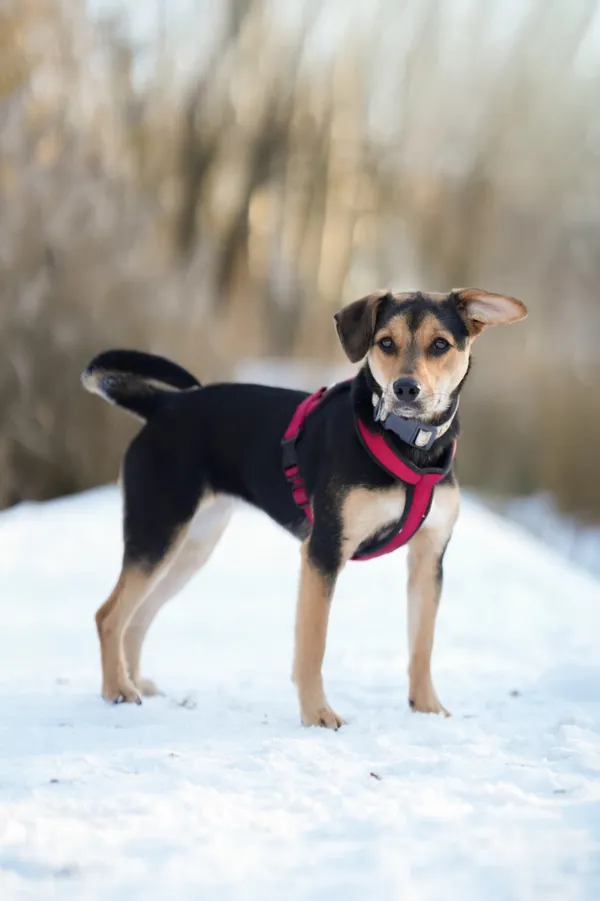 Znaleziono psa, Sosnowiec, 7 grudnia 2025 (1/5)