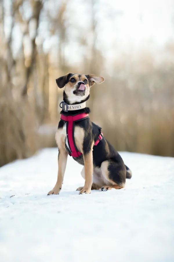 Znaleziono psa, Sosnowiec, 7 grudnia 2025 (2/5)