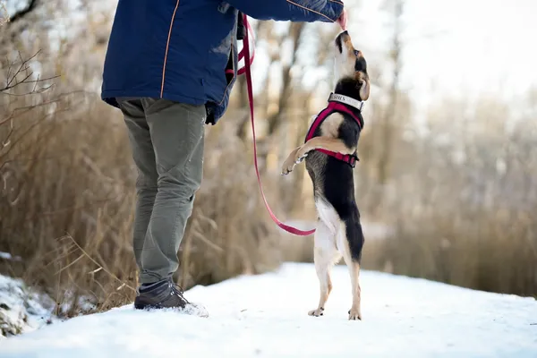 Znaleziono psa, Sosnowiec, 7 grudnia 2025 (4/5)