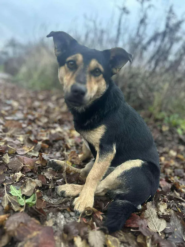 Pies do adopcji, Zgierz, 22 listopada 2025 (1/2)