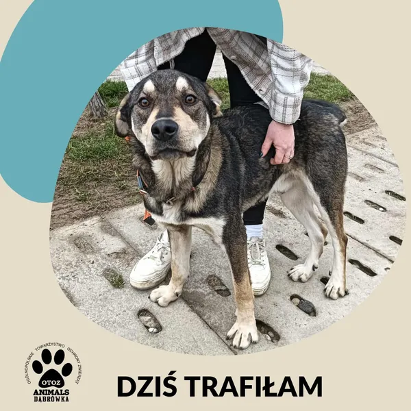 Znaleziono psa, Dąbrówka, 13 grudnia 2025