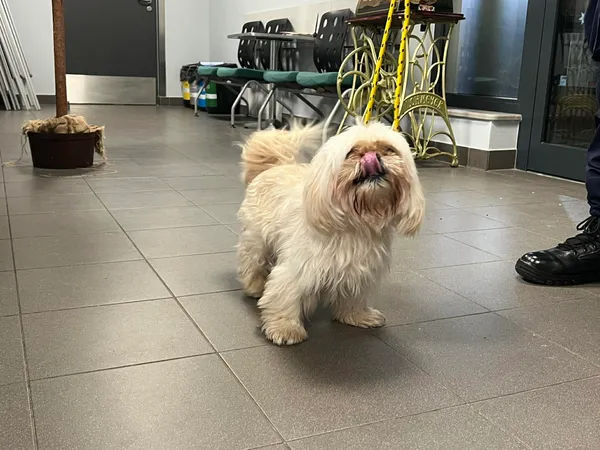 Znaleziono psa, Bydgoszcz, 12 grudnia 2025