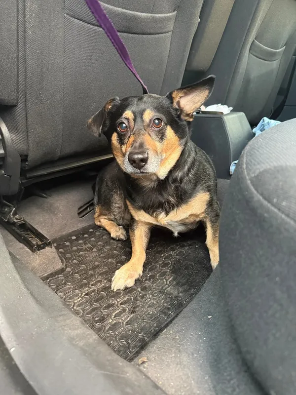 Znaleziono psa, Sosnowiec, 11 grudnia 2025