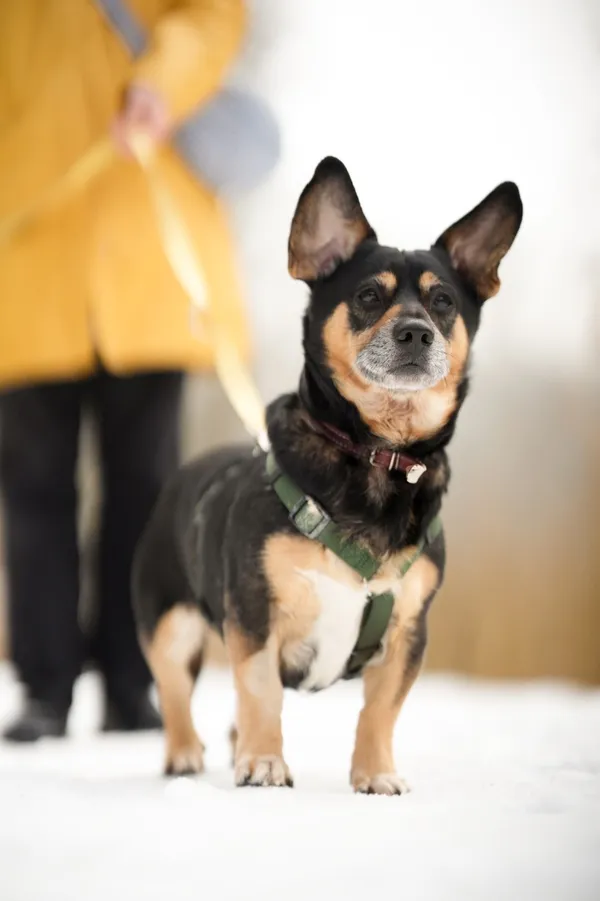 Znaleziono psa, Sosnowiec, 11 grudnia 2025 (1/3)