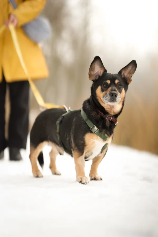 Znaleziono psa, Sosnowiec, 11 grudnia 2025 (2/3)