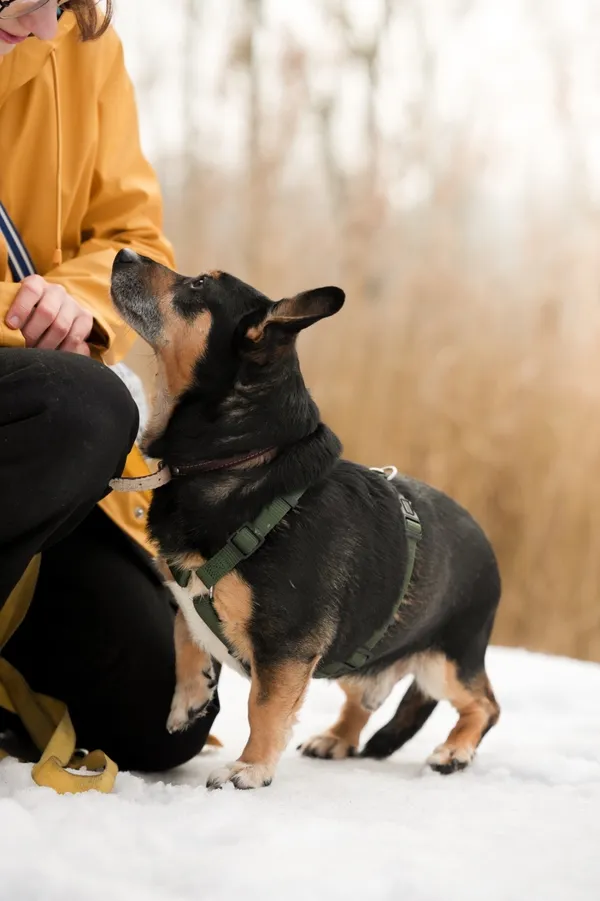 Znaleziono psa, Sosnowiec, 11 grudnia 2025 (3/3)
