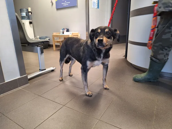 Znaleziono psa, Bydgoszcz, 11 grudnia 2025