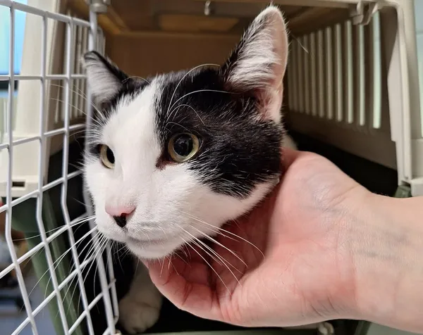 Znaleziono kota, Bydgoszcz, 11 grudnia 2025