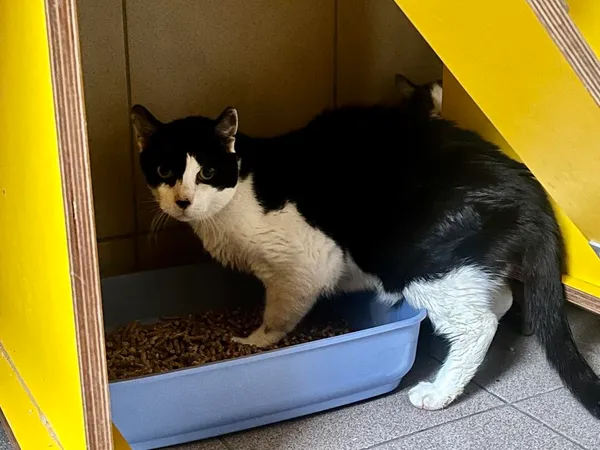 Znaleziono kota, Bydgoszcz, 10 grudnia 2025