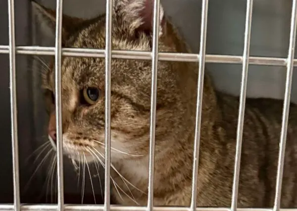 Znaleziono kota, Bydgoszcz, 10 grudnia 2025