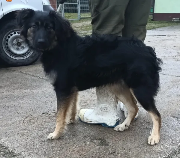 Znaleziono psa, Pieckowo, 10 grudnia 2025 (1/3)