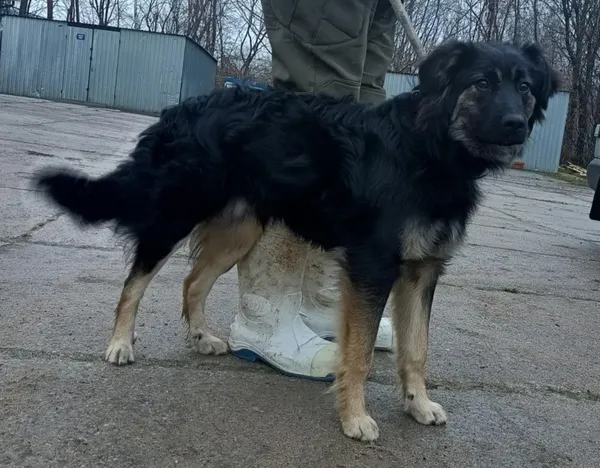 Znaleziono psa, Pieckowo, 10 grudnia 2025 (3/3)