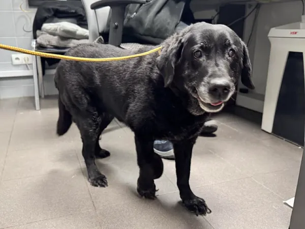 Znaleziono psa, Bydgoszcz, 6 grudnia 2025