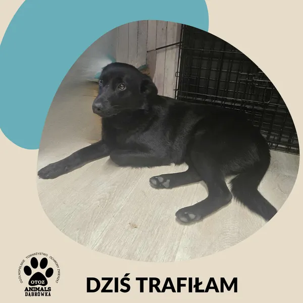 Znaleziono psa, Dąbrówka, 9 grudnia 2025