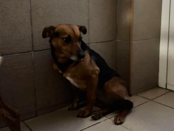 Znaleziono psa, Bydgoszcz, 6 grudnia 2025