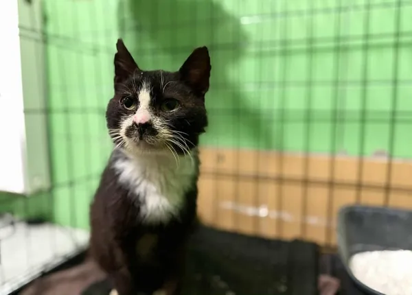 Znaleziono kota, Chojnice, 24 listopada 2025