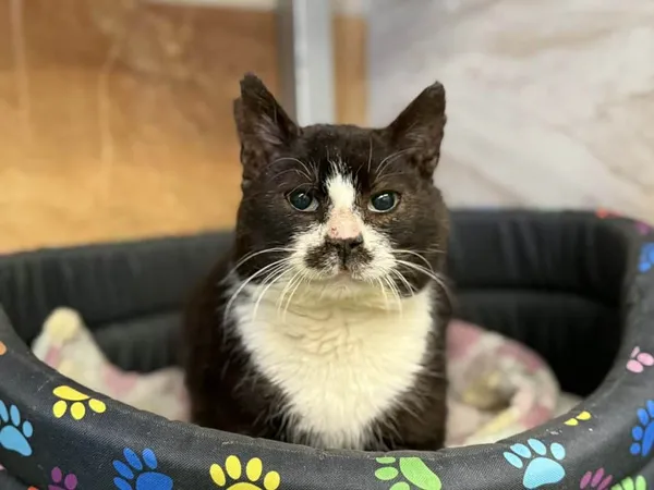 Znaleziono kota, Chojnice, 24 listopada 2025