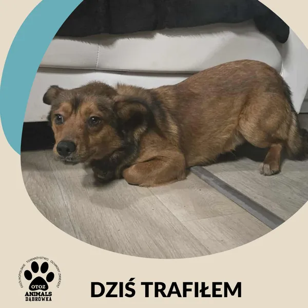 Znaleziono psa, Dąbrówka, 8 grudnia 2025