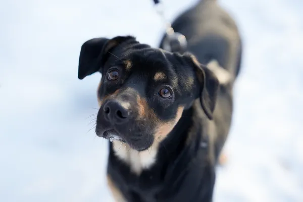 Znaleziono psa, Sosnowiec, 4 grudnia 2025 (1/5)