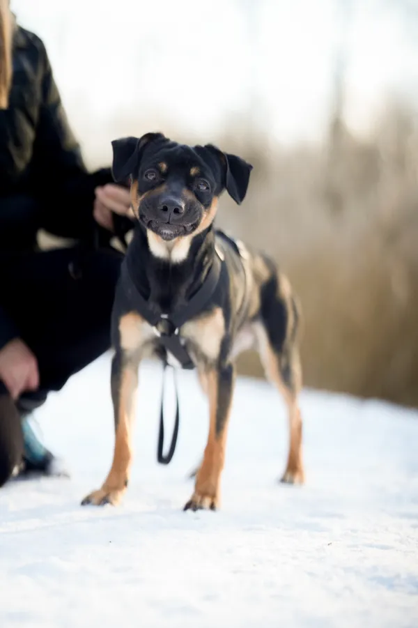 Znaleziono psa, Sosnowiec, 4 grudnia 2025 (4/5)