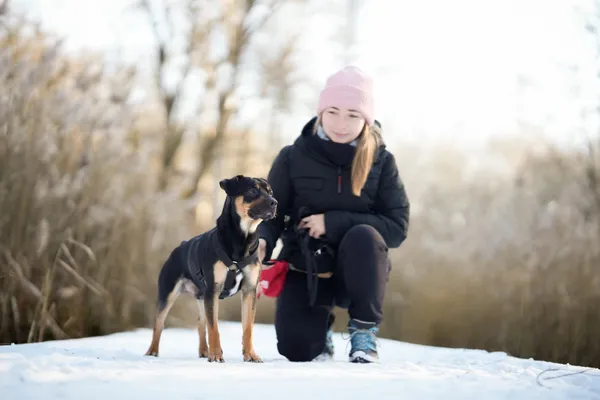 Znaleziono psa, Sosnowiec, 4 grudnia 2025 (5/5)