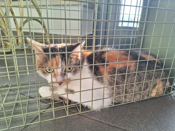 Znaleziono kota, Bydgoszcz, 11 grudnia 2025