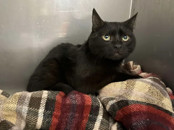 Znaleziono kota, Bydgoszcz, 7 grudnia 2025