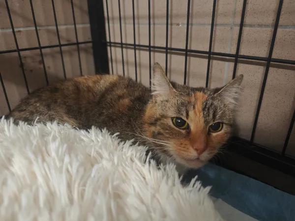 Znaleziono kota, Bydgoszcz, 3 grudnia 2025