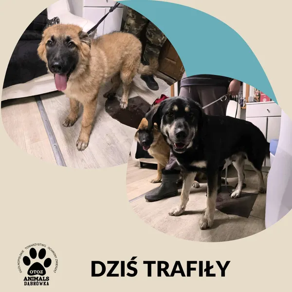Znaleziono psa, Dąbrówka, 9 grudnia 2025