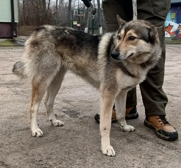 Znaleziono psa, Pieckowo, 9 grudnia 2025 (1/2)