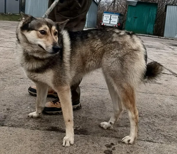 Znaleziono psa, Pieckowo, 9 grudnia 2025 (2/2)