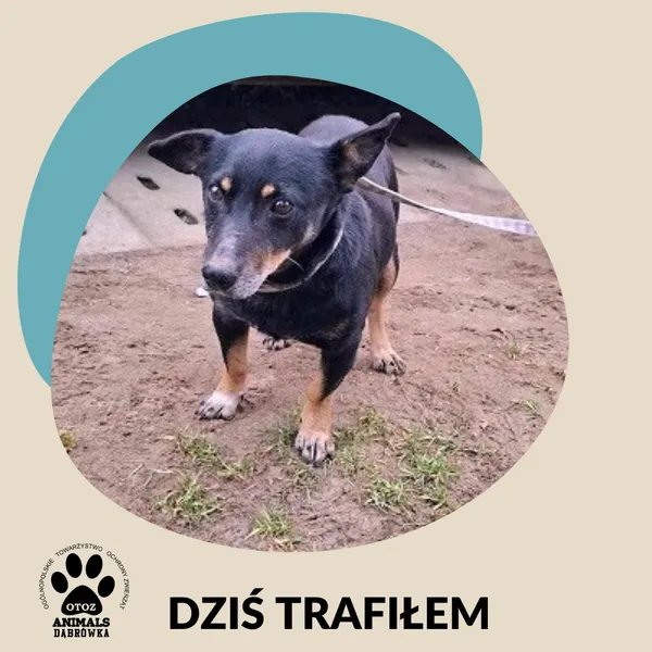 Znaleziono psa, Dąbrówka, 7 grudnia 2025