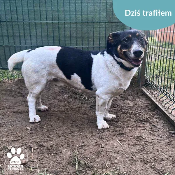 Znaleziono psa, Dąbrówka, 6 grudnia 2025