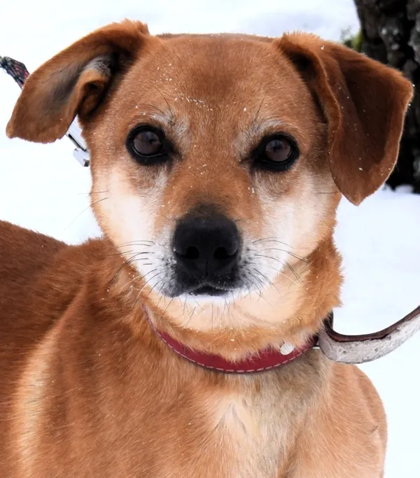 Znaleziono psa, Pieckowo, 9 grudnia 2025 (2/5)