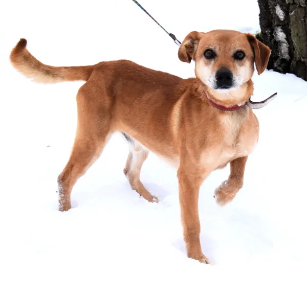 Znaleziono psa, Pieckowo, 9 grudnia 2025 (3/5)