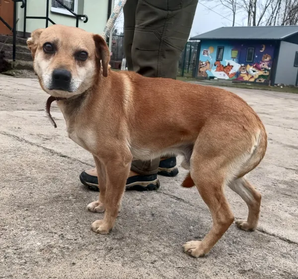 Znaleziono psa, Pieckowo, 9 grudnia 2025 (4/5)