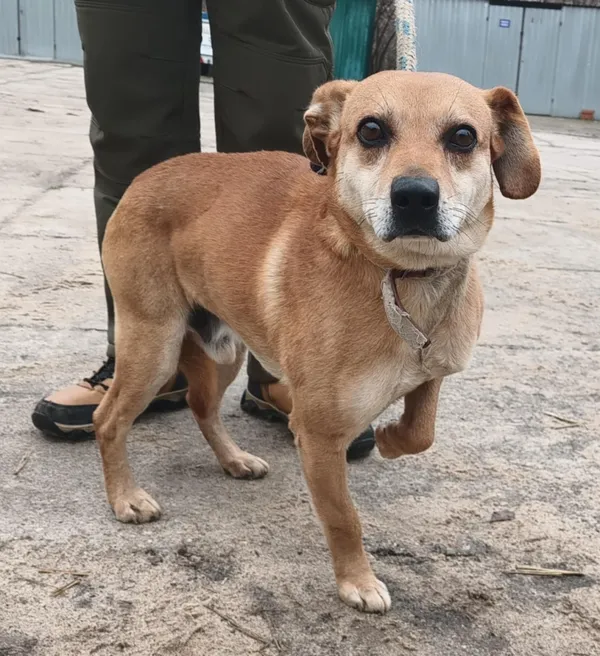 Znaleziono psa, Pieckowo, 9 grudnia 2025 (5/5)