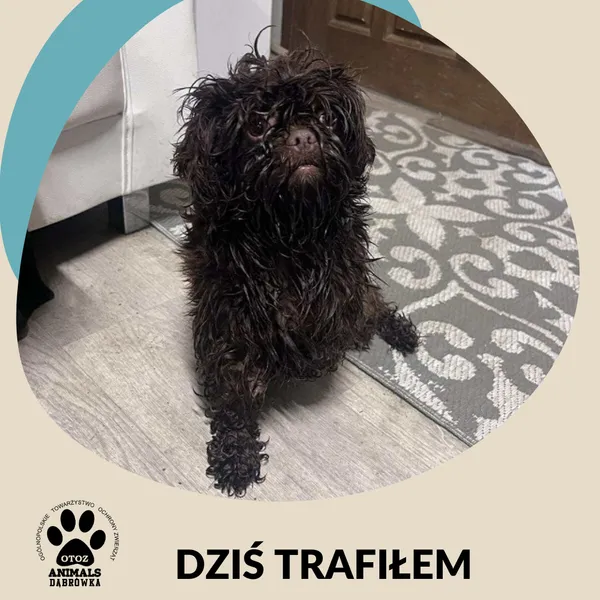 Znaleziono psa, Dąbrówka, 4 grudnia 2025