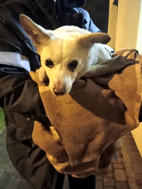 Znaleziono psa, Sosnowiec, 3 grudnia 2025