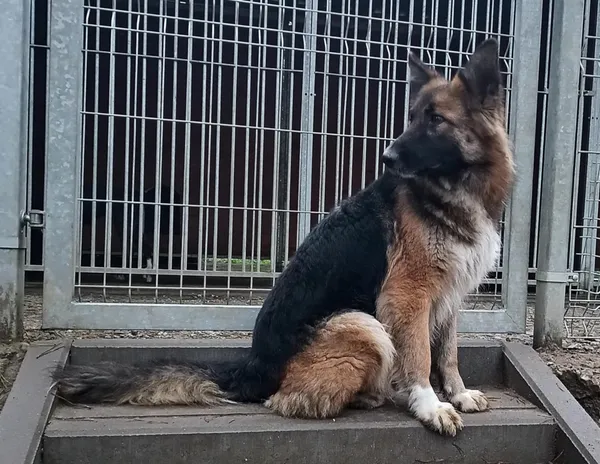 Znaleziono psa, Pieckowo, 5 grudnia 2025 (1/3)