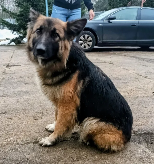 Znaleziono psa, Pieckowo, 5 grudnia 2025 (2/3)