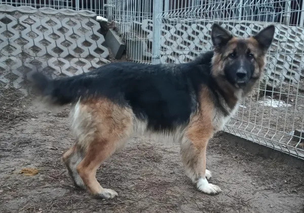 Znaleziono psa, Pieckowo, 5 grudnia 2025 (3/3)