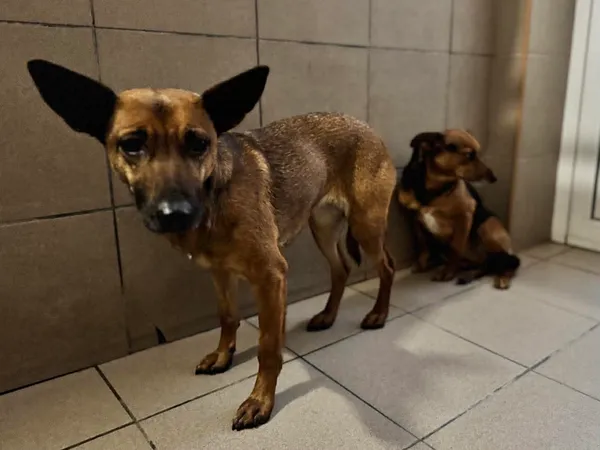 Znaleziono psa, Bydgoszcz, 6 grudnia 2025