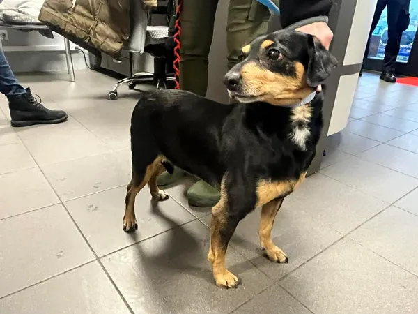 Znaleziono psa, Bydgoszcz, 4 grudnia 2025