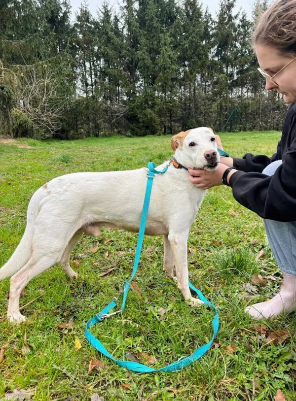 Pies do adopcji, Przyborówko, 14 grudnia 2025 (2/3)